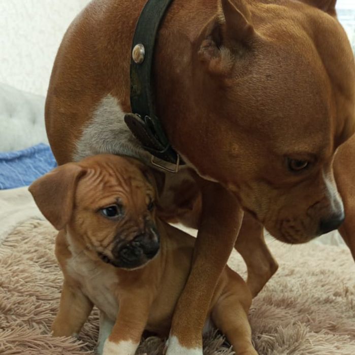 Щенки стафф  1.5 місяця.