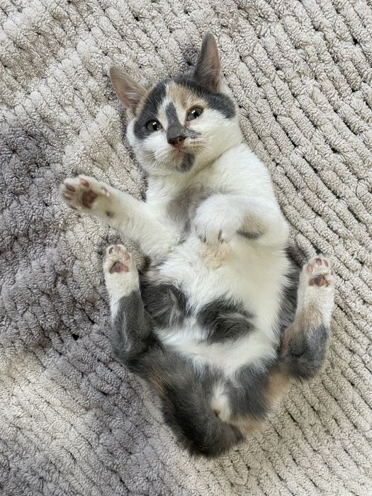 Віддам в добрі руки  маленьких котиків