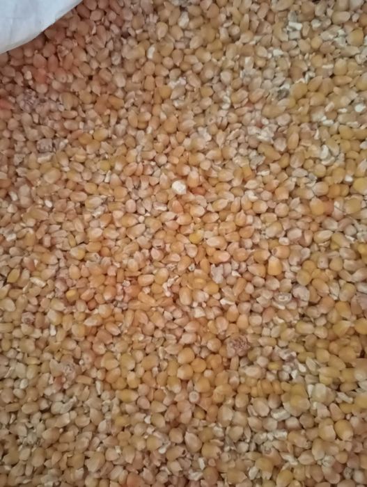 Vendo Milho em Grão