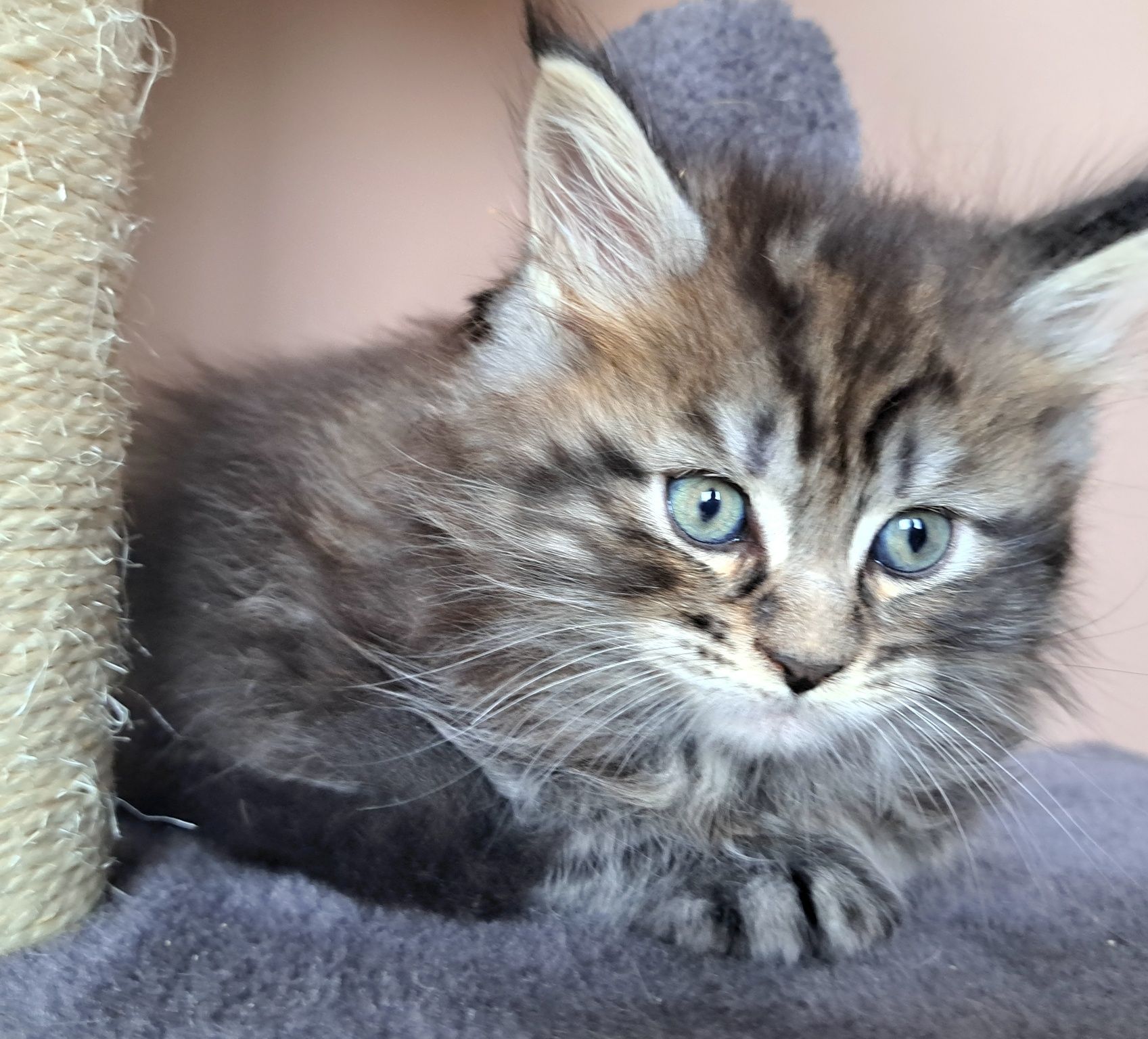 IIianna piękna kotka Maine Coon