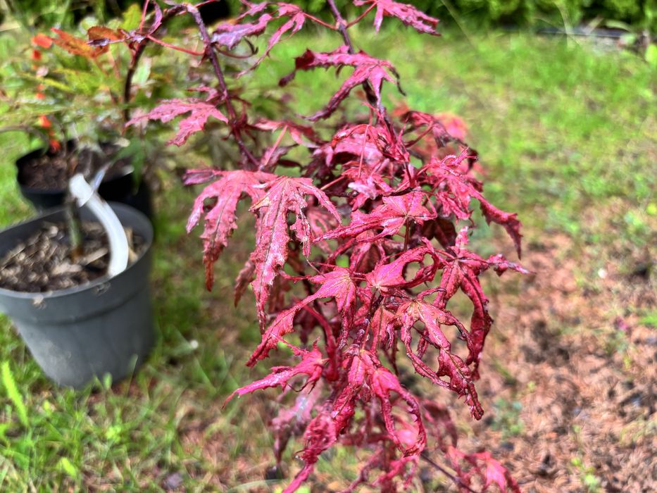 Klon palmowy "Uncle ghost"