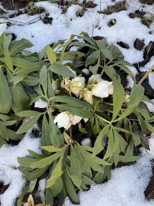 Продам кущики  морозника