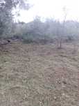 Limpeza de terrenos