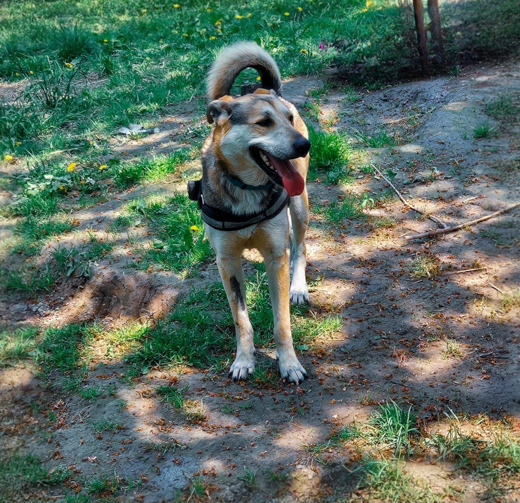 Do adopcji Russo