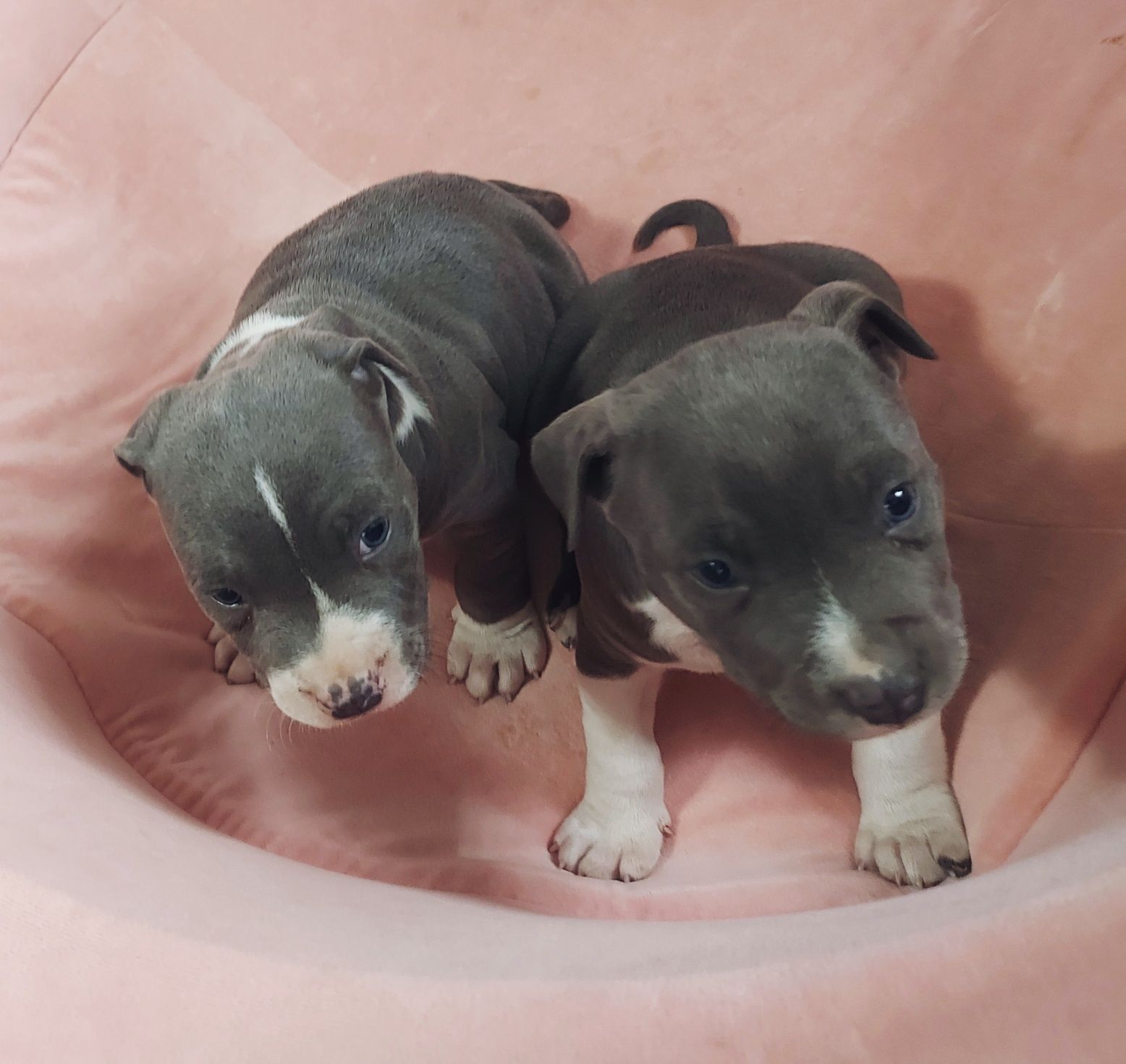 Pieski American Staffordshire Terrier Blue