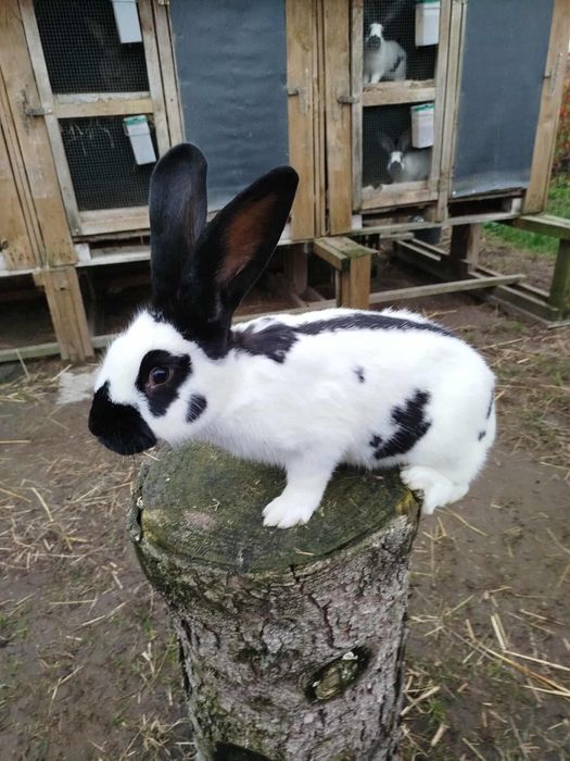 Srokacz niemiecki biało- czarną SAMICA