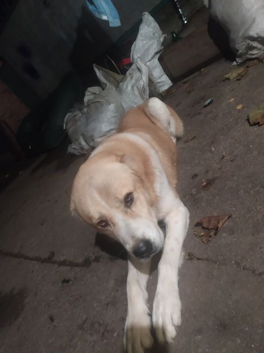 Алабай Вязка привитый