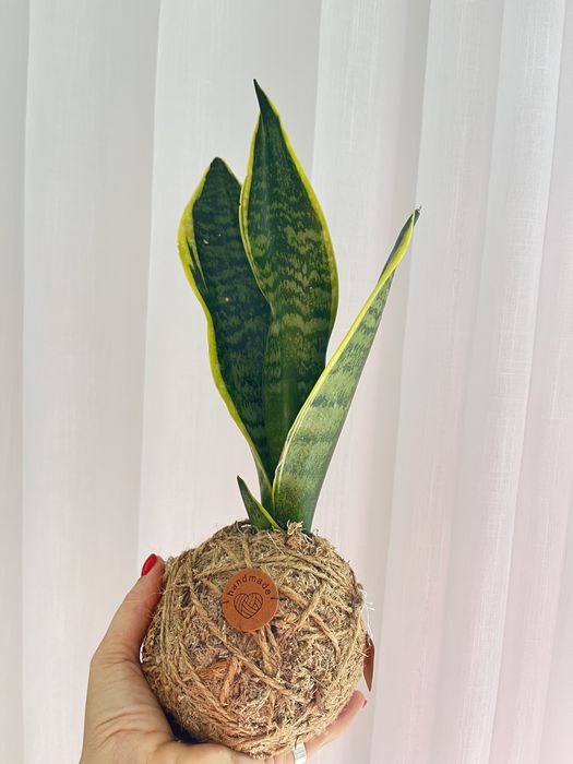 Kokedamas únicos e originais