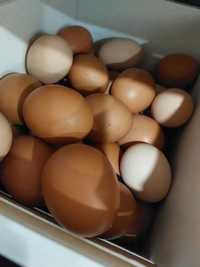 Ovos de galinha caseiros galados ou para consumo