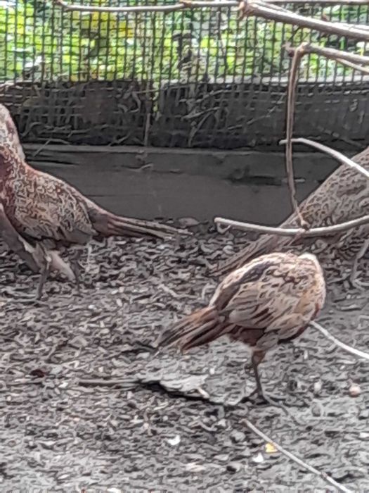 Bażanty łowne młode