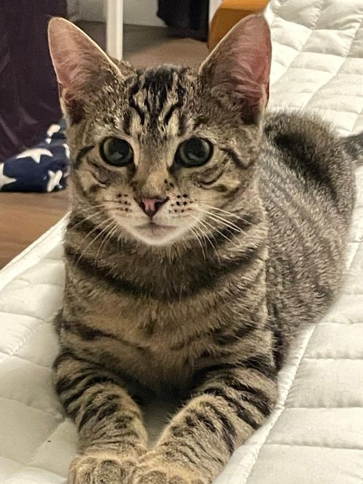 7 mieś.Riko wypatruje swojego człowieka