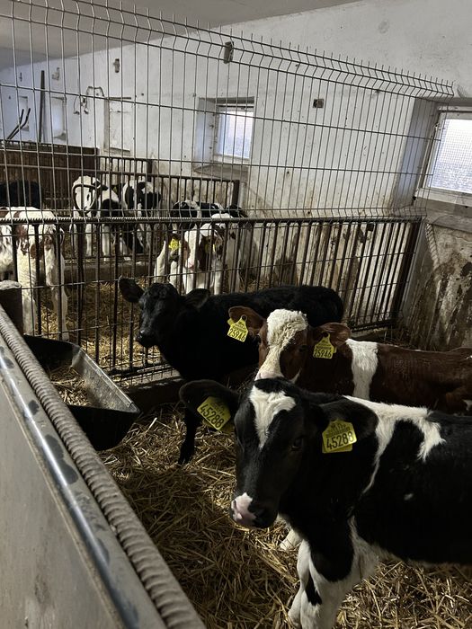 Nowa dostawa Polskie cielęta byczki i jałówki