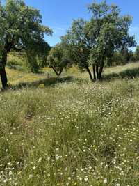 Quinta com 8hectares