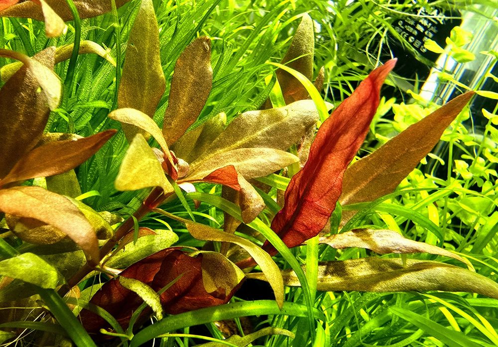 Акваріумні рослини