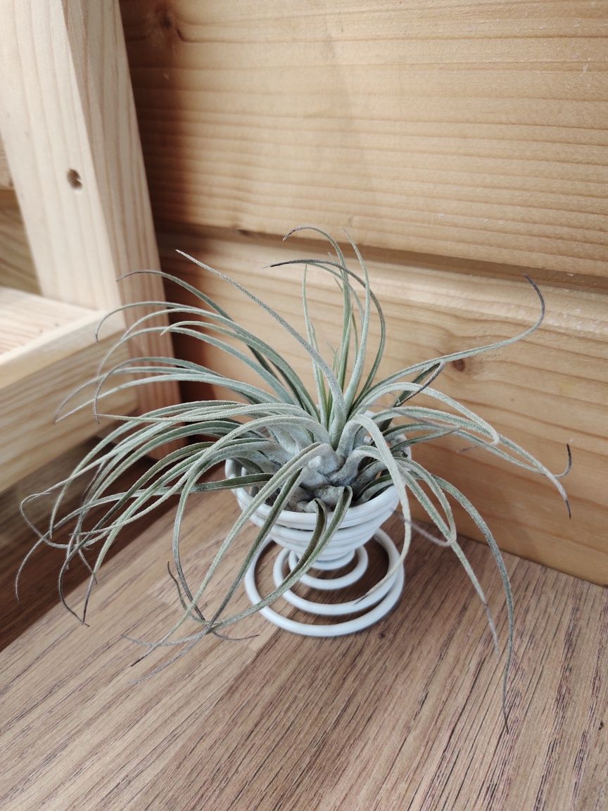 Tillandsia velickiana oaxacana i stojak