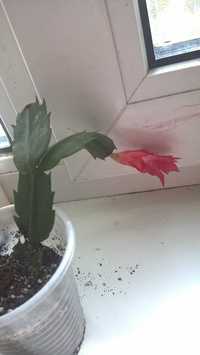 Рипсалидопсис Декабрист  рождественник Шлюмбе́ргера  Schlumbergera