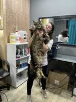 УЗ чистка зубов без наркоза .Стрижка собак , центр