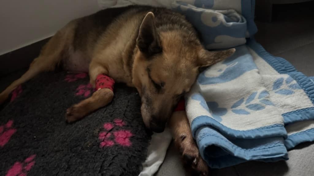 Pilna adopcja! Starszy, spokojny pies, błagamy o dom