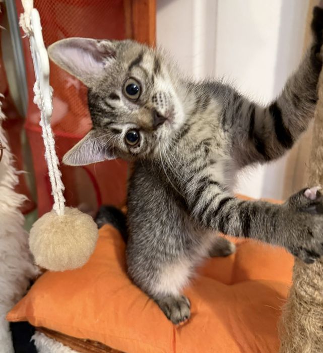3х месячные котята.