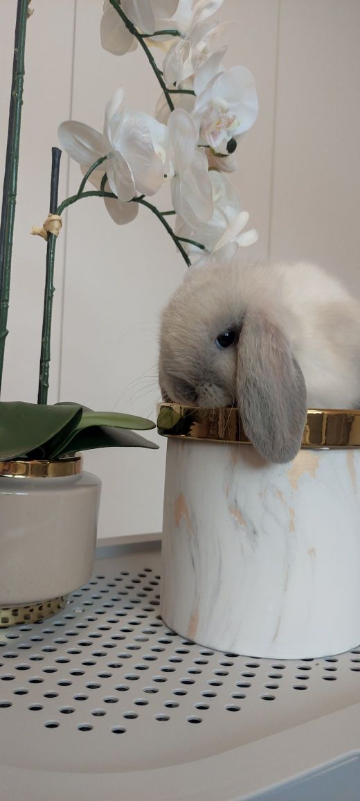 Mini Lop królik gotowe do odbioru