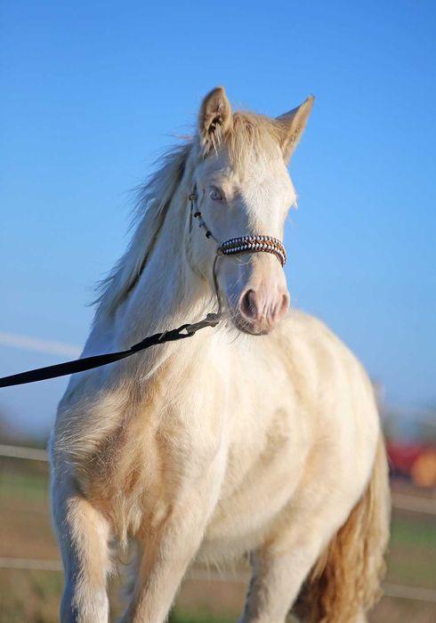 Gypsy\Irish cob-tinker  piękny  o wyjątkowej maści PERLINO!