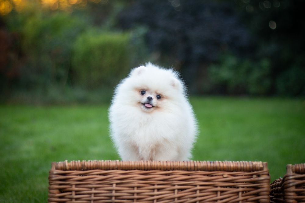 Pomeranian suczka biala FCI