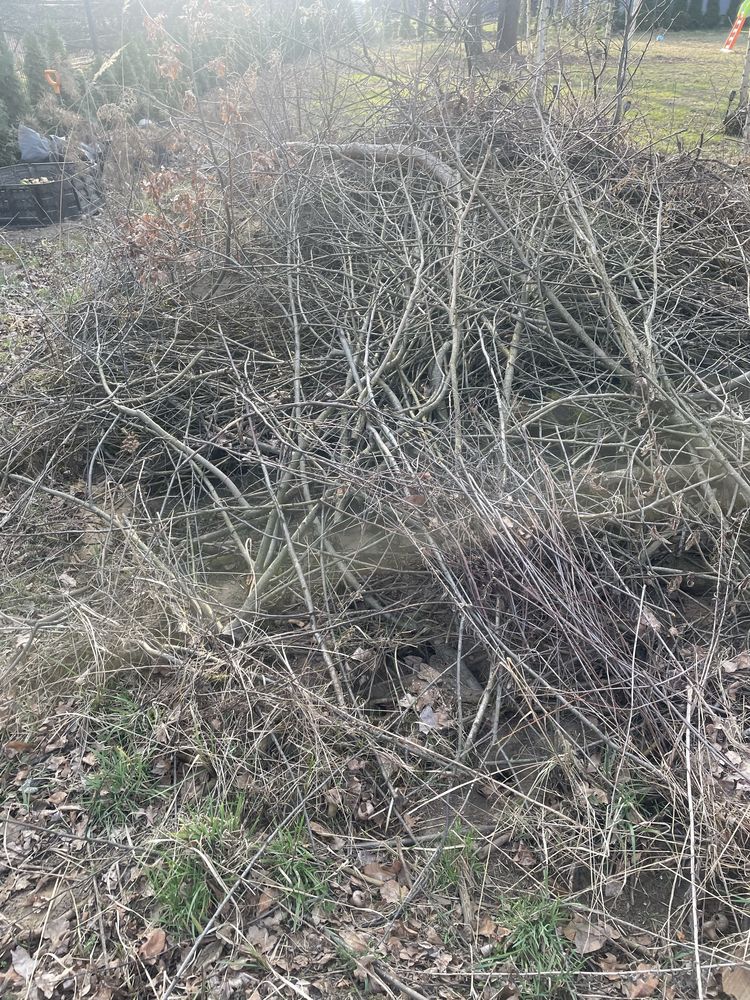 Galezie suche oddam za darmo