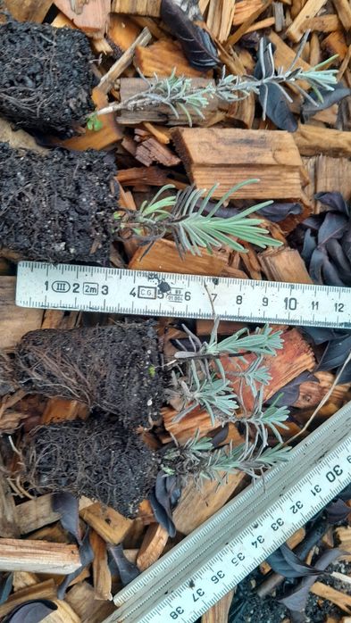 Lawenda sadzonki 50 szt cena za całość