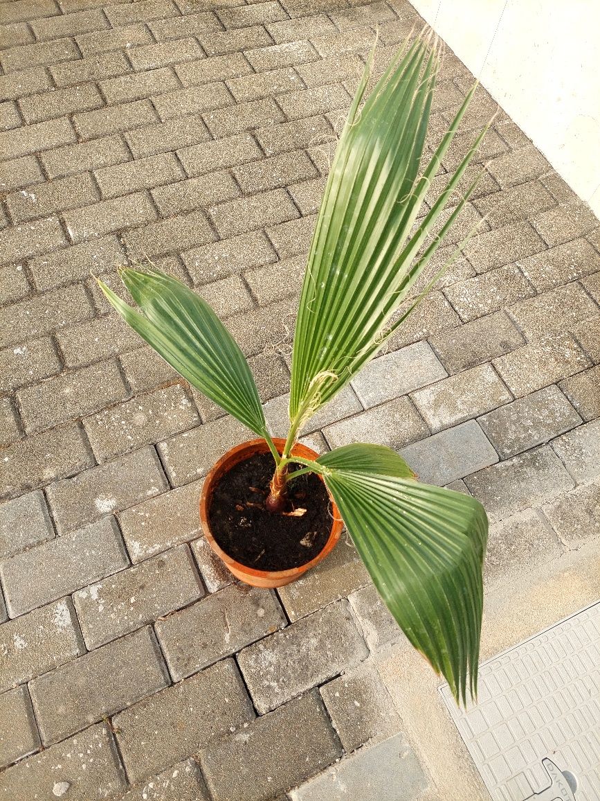 Palmeira Leque em vaso