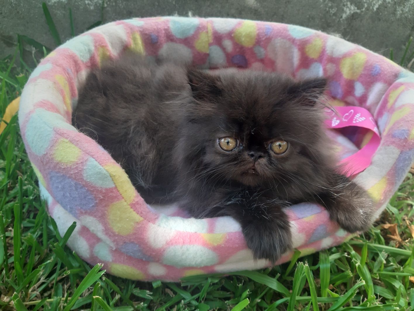 Gato persa preto