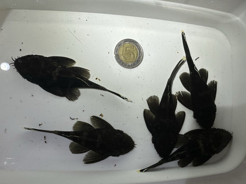 Samica L183 Ancistrus dolichopterus 8-9cm