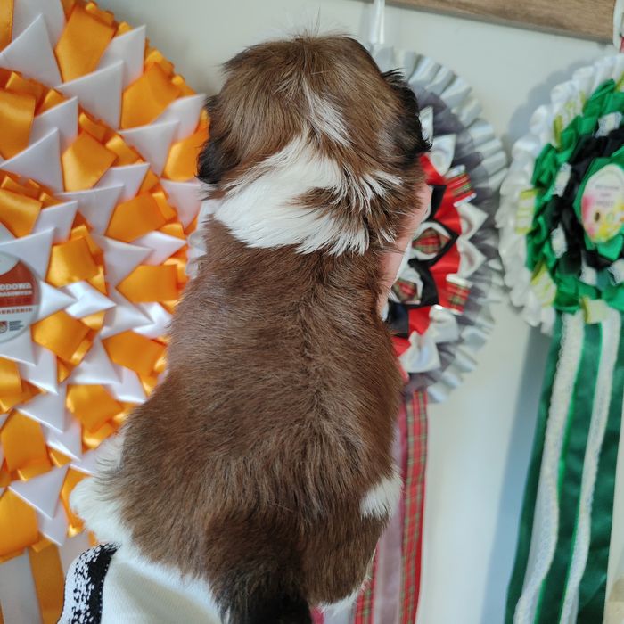 Felix pies chłopczyk Shih Tzu piękny szczeniak rodowód