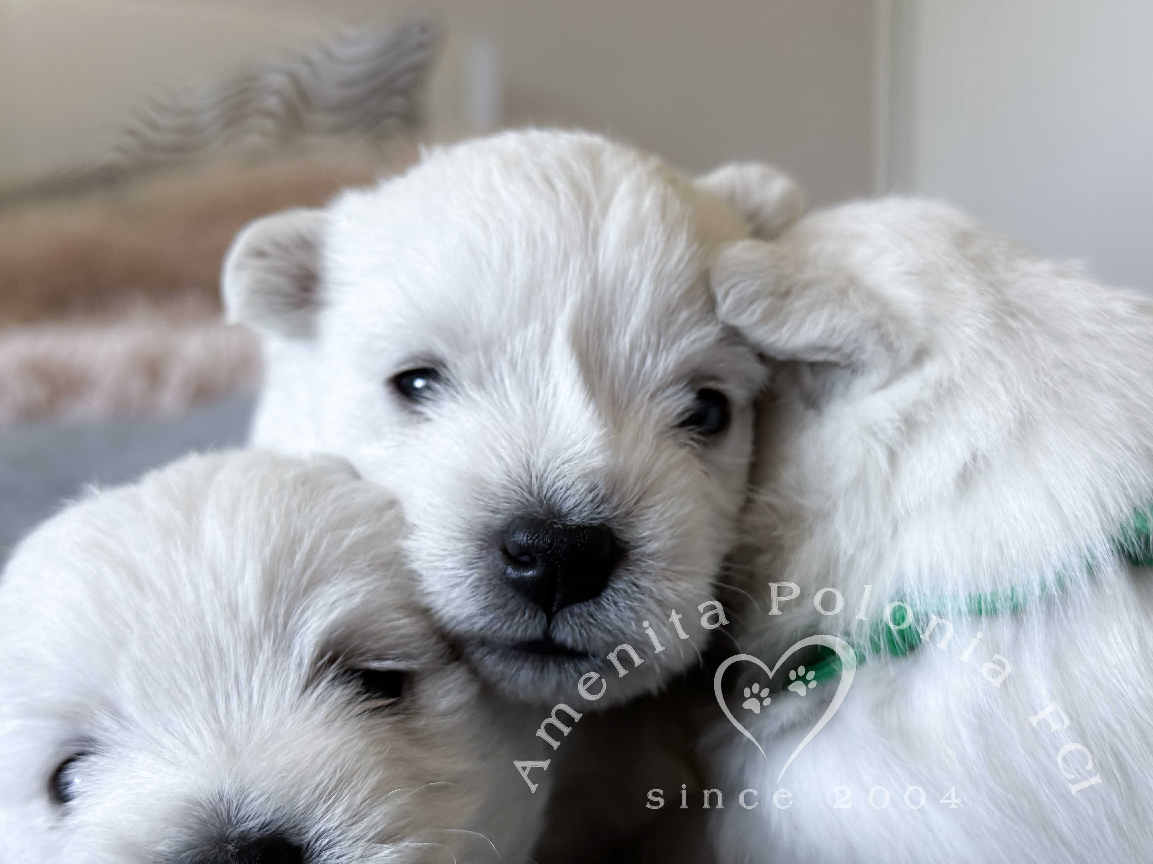 West highland white terrier szczeniak FCI chłopiec