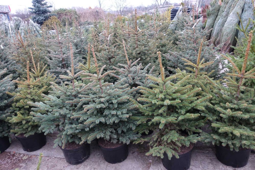 CHOINKI ŁÓDŹ EXTRA Jodła cięta, Świerk, Jodła rosnące w donicach