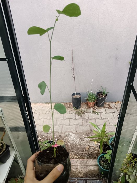 Bauhinia - árvore orquídea
