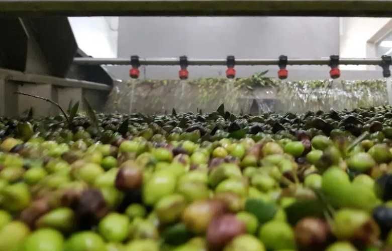 Wyjątkowa oliwa z zielonych oliwek. Zbiory PAŹDZIERNIK 2023