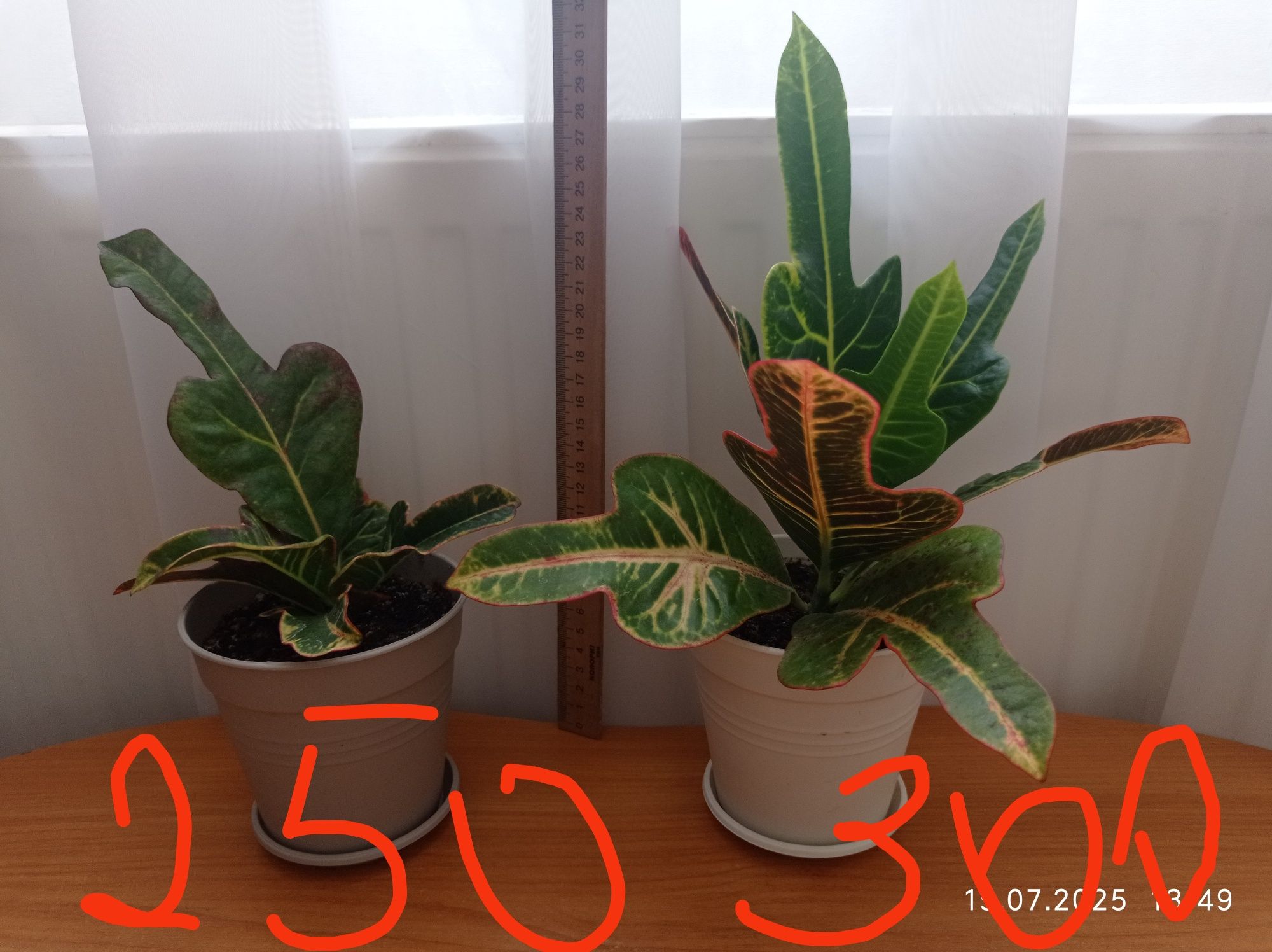 Продам укоренённый кротон. Цветной лист )