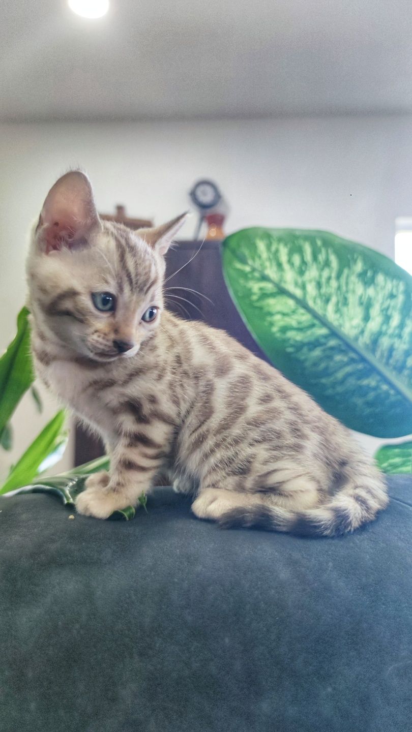 Bengal Brown Spotted