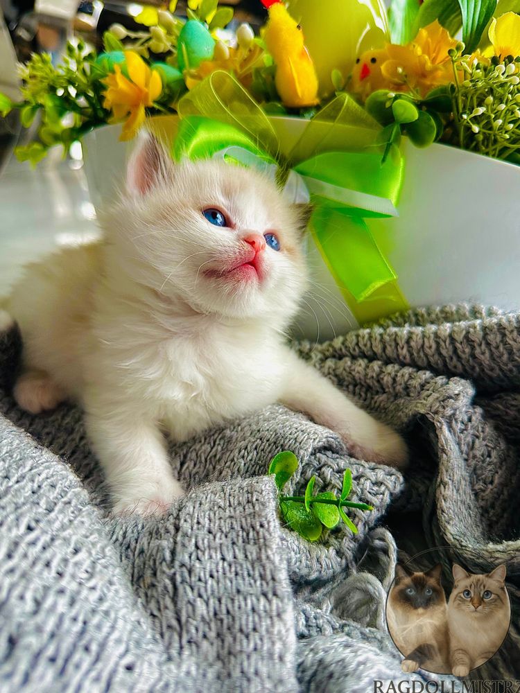 Puchata koteczka ragdoll
