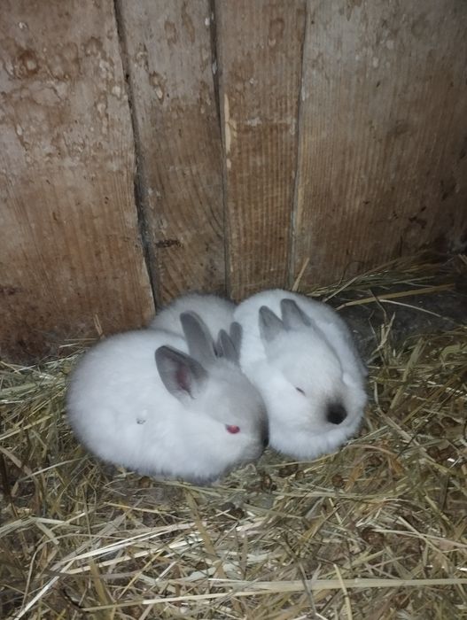 Króliki Kalifornijskie