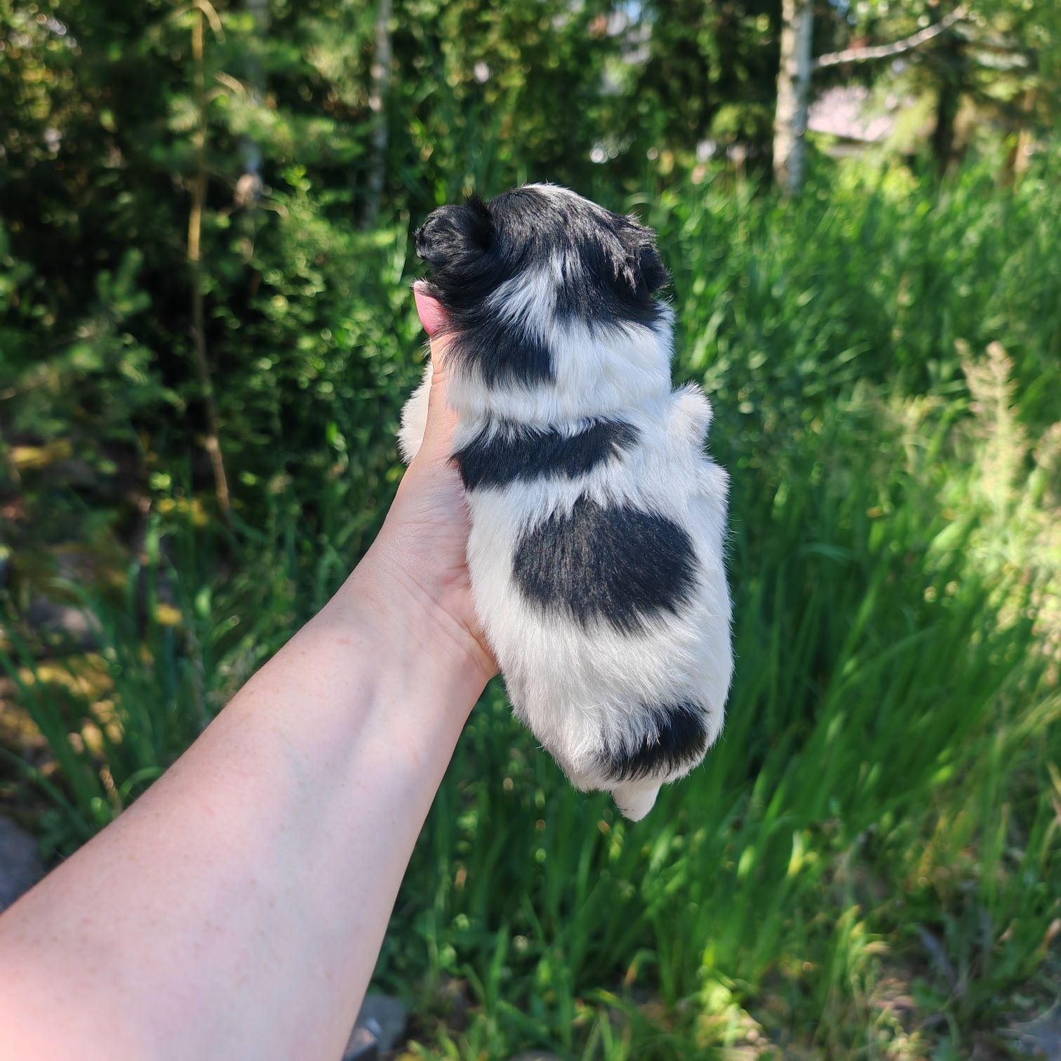 Chihuahua  Rodowód paszport wyprawka