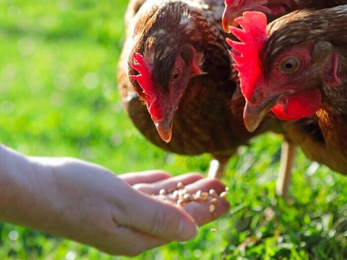 Kury nioski Leghorn z jajkiem Chodzież