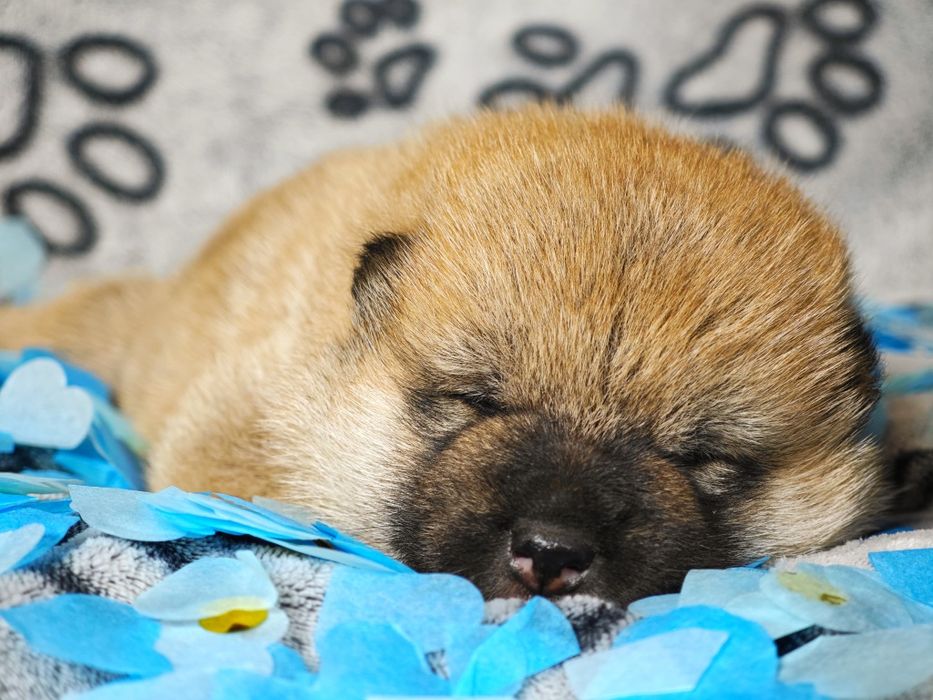 Szczeniak Shiba ZKwP FCI