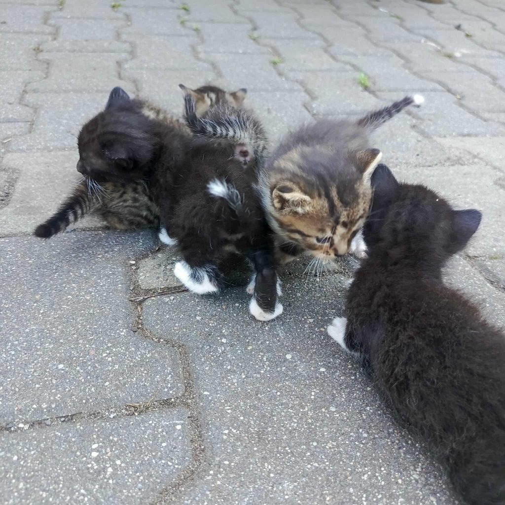 Koty, kociaki do oddania