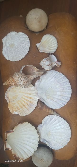 Akwarystyczne Muszle dekoracyjne 9 sztuk