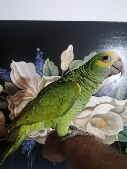 Agapornis criados a mão.