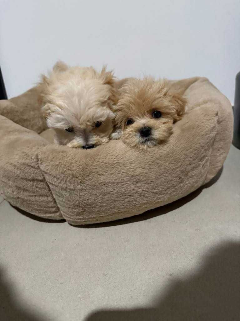 Maltipoo malutka sunia xxs karmelowa