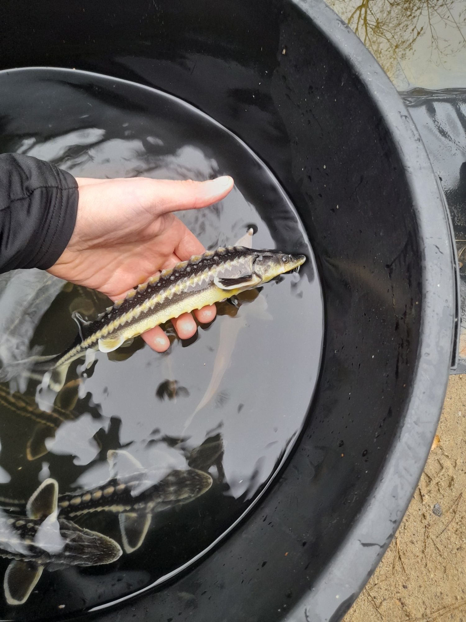 Żywe ryby Jesiotr,Sum,Karp,Lin,Karp koi,Karaś koi,Amur,Szczupak,Okoń.