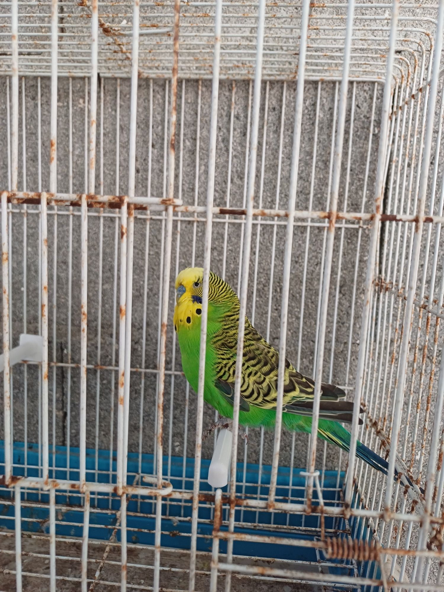 Periquito macho verde