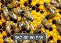 Продам сім"ї бджіл